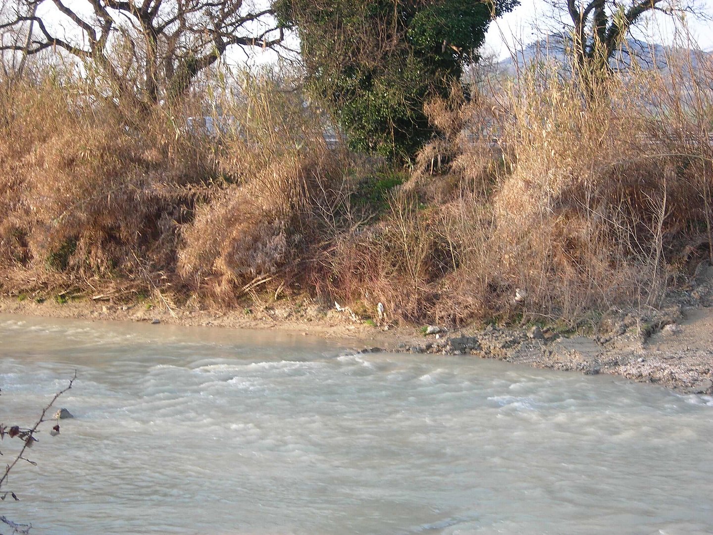 Briglia_Astea